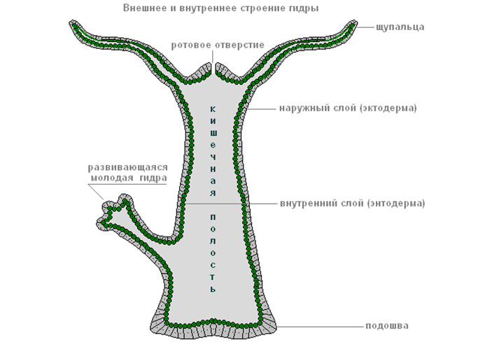 Сайт кракена в торе